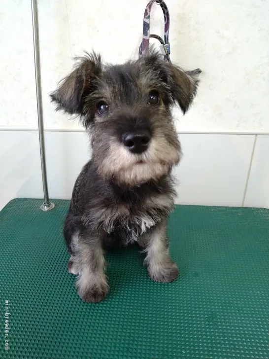 ID：2110-04071の子犬