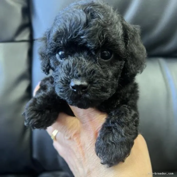 ID：2211-00596の子犬