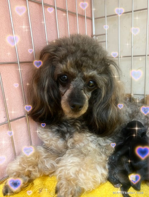 ティーカッププードル【・女の子・2020年10月2日・カフェオレ系】