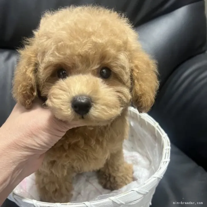 ID:2303-02361の子犬