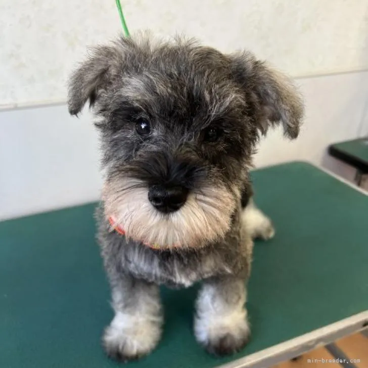 ID：2211-02883の子犬