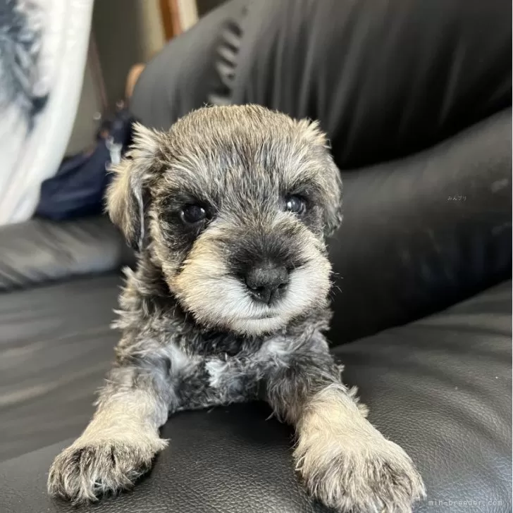 ngn 様のお迎えした子犬
