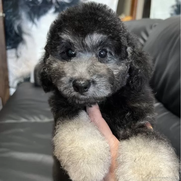 ID:2404-00378の子犬