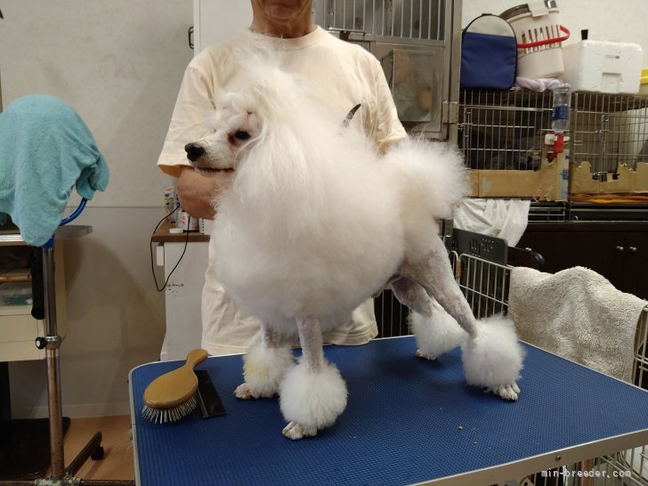 トイプードル(トイ)【・男の子・2016年7月10日・ホワイト】