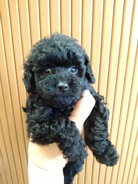 ID：2009-00973の子犬