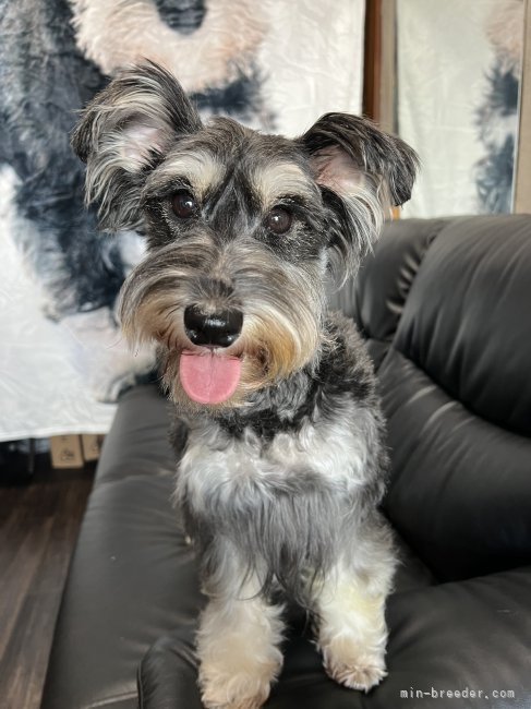 ミニチュアシュナウザー【・女の子・2022年3月23日・ソルト&amp;ペッパー】