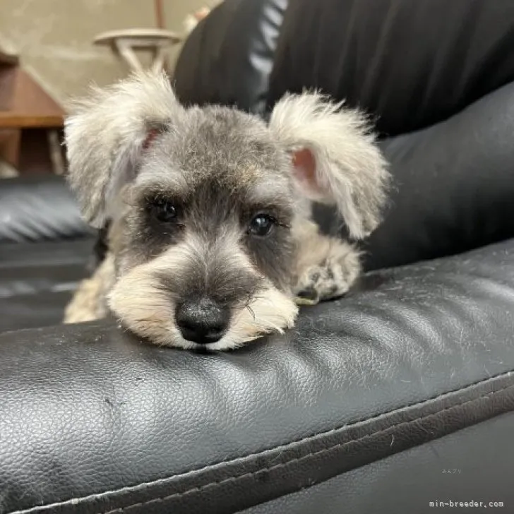 ID：2307-01997の子犬