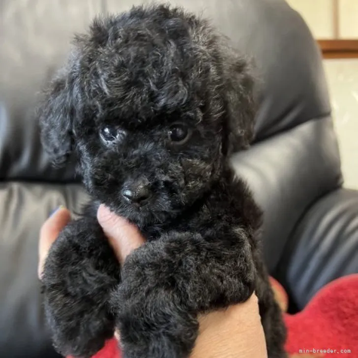 ID:2303-02356の子犬