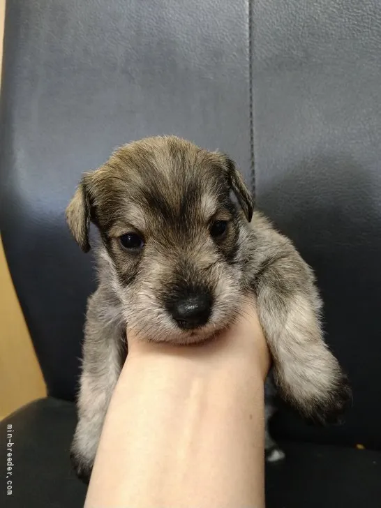 ID：2111-00041の子犬