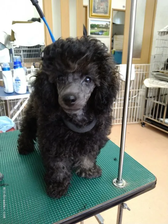 ID：2105-01887の子犬