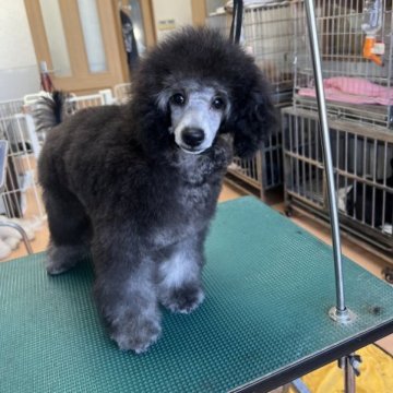 トイプードル(トイ)【栃木県・男の子・2022年9月8日・シルバー】の写真「初売り特別価格にてご提供致します。」