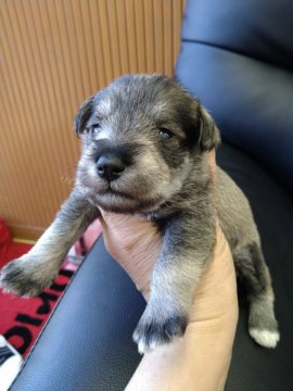 ミニチュアシュナウザー【栃木県・男の子・2021年10月12日・ソルト&ペッパー】の写真「子犬の目が開きました！」