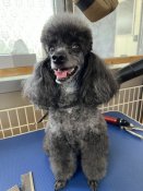 トイプードル【・女の子・2018年2月24日・ブラック】