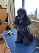 トイプードル【・女の子・2018年2月24日・ブラック】