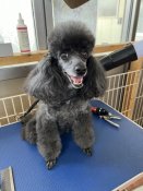 トイプードル【・女の子・2018年2月24日・ブラック】