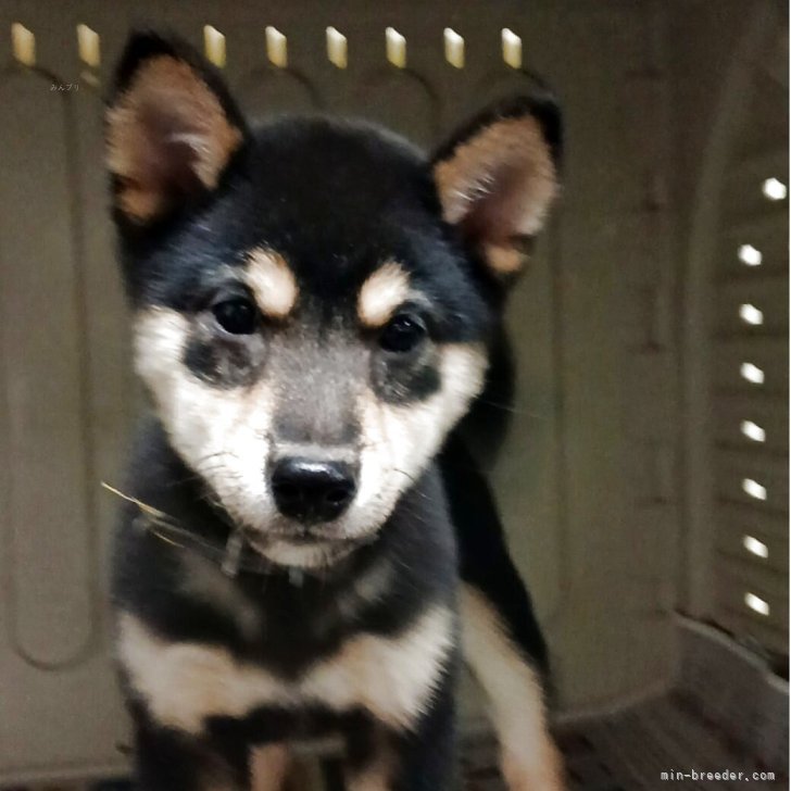 ブリーダー画像