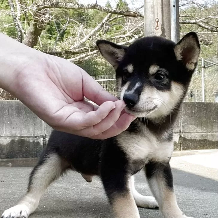 ID:2509-04639の子犬