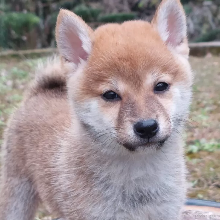 ID:2411-02483の子犬