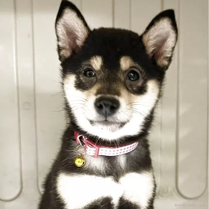 豆柴【熊本県・女の子・2025年8月2日・黒】の写真1