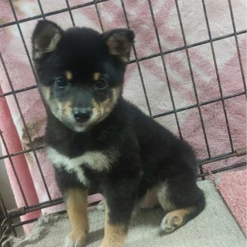 柴犬(豆柴)【熊本県・女の子・2024年12月20日・黒】の写真「小豆柴サイズの愛らしい女の子です😍💕😊」