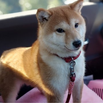 柴犬(豆柴)【熊本県・男の子・2024年7月6日・赤】の写真「元気で人懐っこい男の子です💕😊💕」