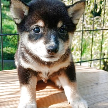 柴犬(豆柴)【熊本県・男の子・2025年7月23日・黒】の写真「お顔の愛らしさと鼻のチャームカラーが絶妙💕💕」