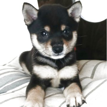 柴犬(豆柴)【熊本県・女の子・2025年7月23日・黒】の写真「綺麗な顔立ちで甘えん坊な女の子です💕😊」
