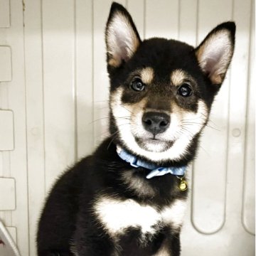 柴犬(豆柴)【熊本県・男の子・2025年8月2日・黒】の写真「人なつっこくて　甘えん坊な男の子です💕😊💕」