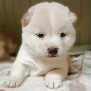 豆柴【熊本県・男の子・2025年5月15日・白】の写真「つぶらな瞳が可愛らしい😘💕💕」