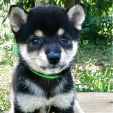 柴犬(豆柴)