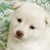 豆柴