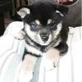 豆柴