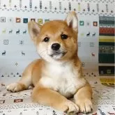 豆柴