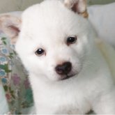 柴犬(豆柴)