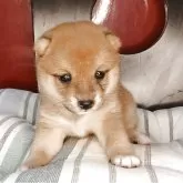豆柴