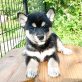 柴犬(豆柴)