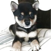 柴犬(豆柴)