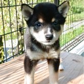 柴犬(豆柴)