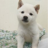 柴犬(豆柴)