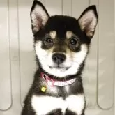 豆柴【熊本県・女の子・2025年8月2日・黒】の写真1