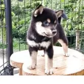 豆柴【熊本県・男の子・2025年7月31日・黒】の写真2