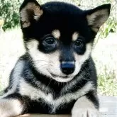 豆柴【熊本県・男の子・2025年8月2日・黒】の写真3