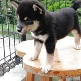 豆柴【熊本県・男の子・2025年7月31日・黒】の写真5