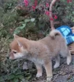 豆柴【熊本県・男の子・2024年10月10日・赤】の写真5