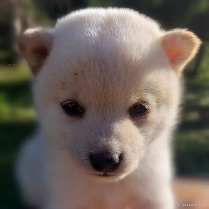 ID：2310-05287の子犬