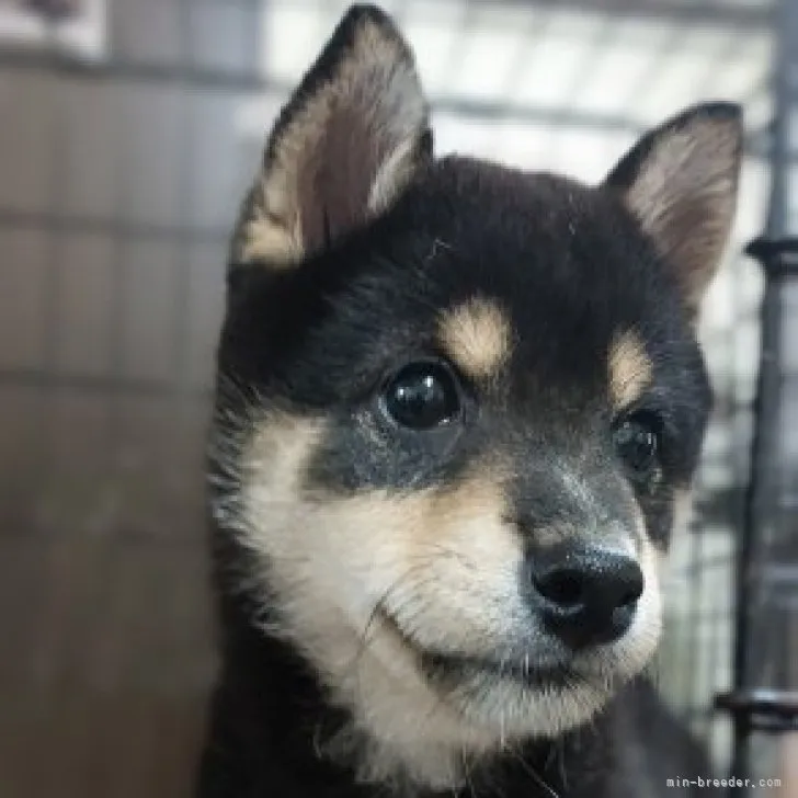 ID：2304-03190の子犬