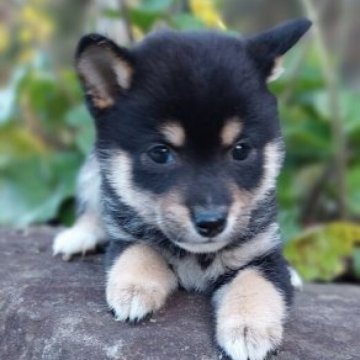 柴犬(豆柴)【熊本県・女の子・2023年10月10日・黒】の写真「つぶらな瞳で愛きょうたっぷり💕女の子」