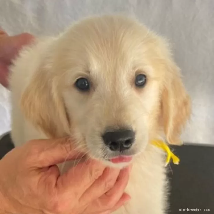 ID:2407-06708の子犬