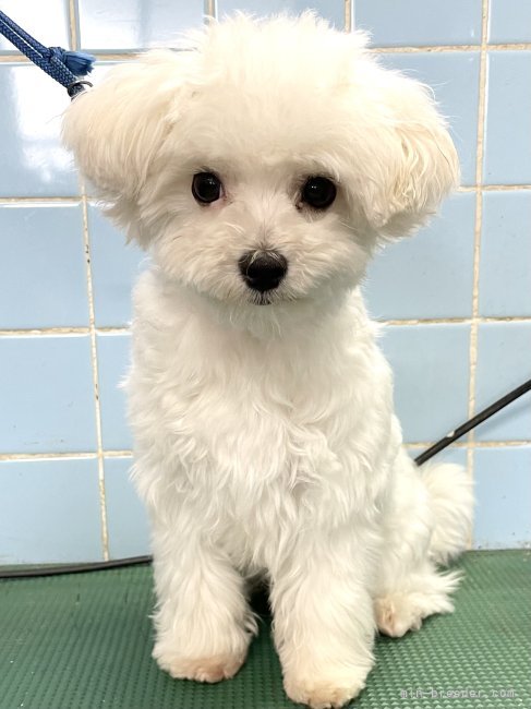 松尾　香代(まつお　かよ)ブリーダー(東京都・JKC登録)の紹介写真2