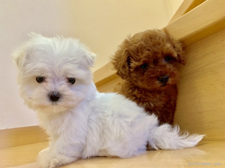 マルチーズ&トイプードル｜松尾　香代(まつお　かよ)ブリーダー(東京都・JKC登録)の紹介写真4